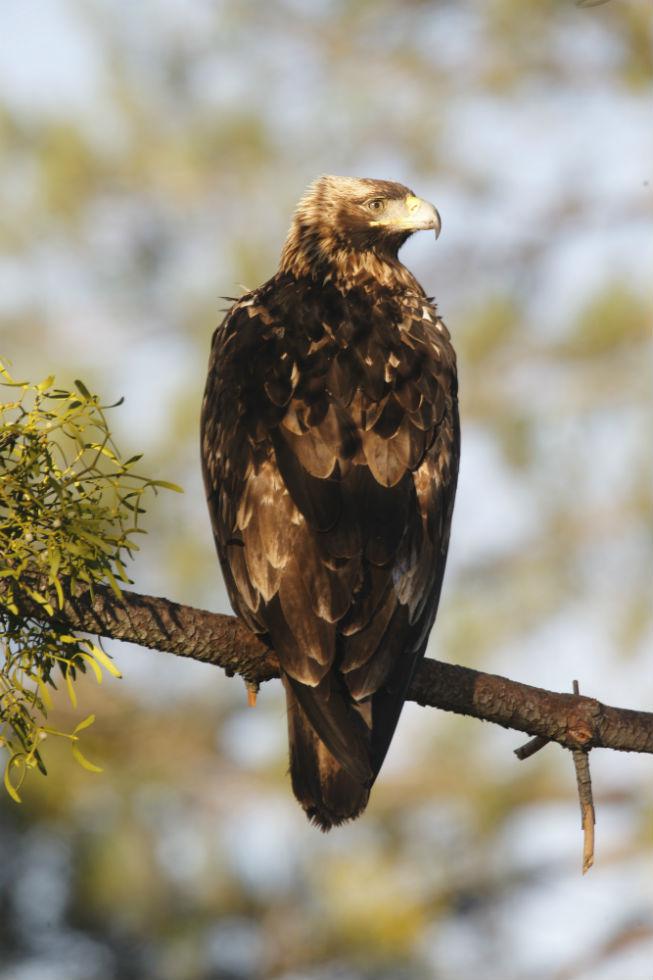 Imagen 18 de la galería de Águila Imperial - Imperial eagle